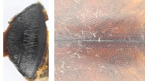 Hydroporus planus